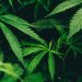 Trump Weighs Executive Order to Loosen Federal Cannabis Restrictions